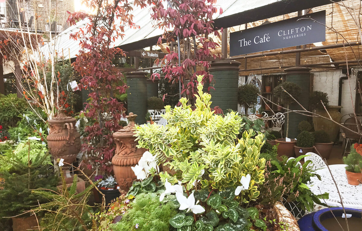 A view of the hidden gem cafe at Clifton Nurseries, surrounded by green plants