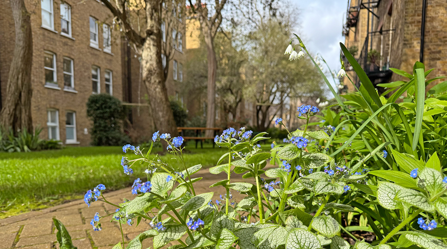 The Morshead mansions communal gardens is showing evidence of the start of Spring in Maida Vale
