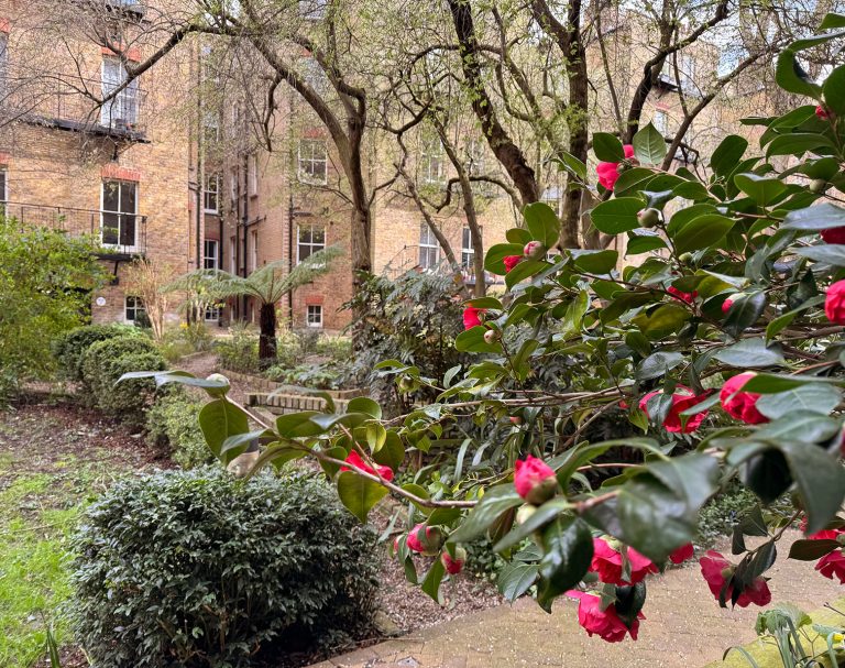 The Morshead mansions communal gardens is showing evidence of the start of Spring in Maida Vale
