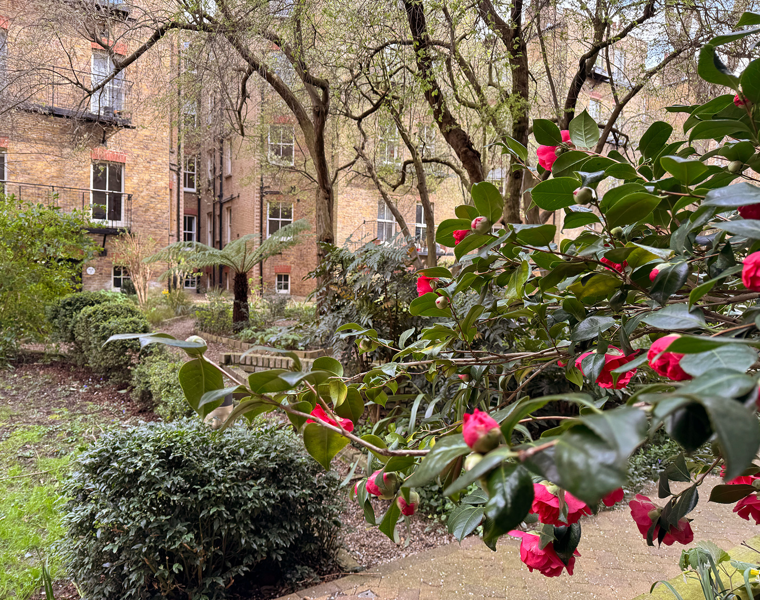 The Morshead mansions communal gardens is showing evidence of the start of Spring in Maida Vale