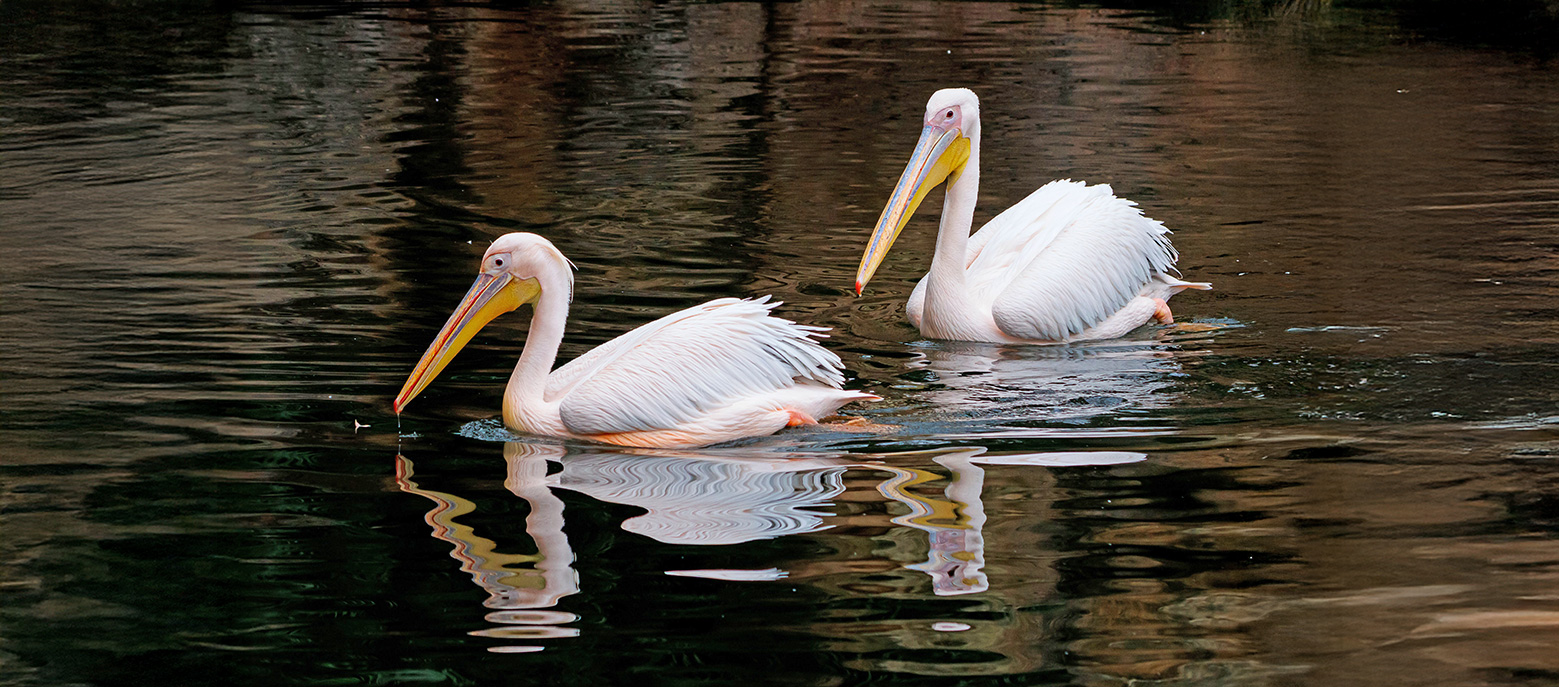 A resident colony of pelicans live in St James's Park