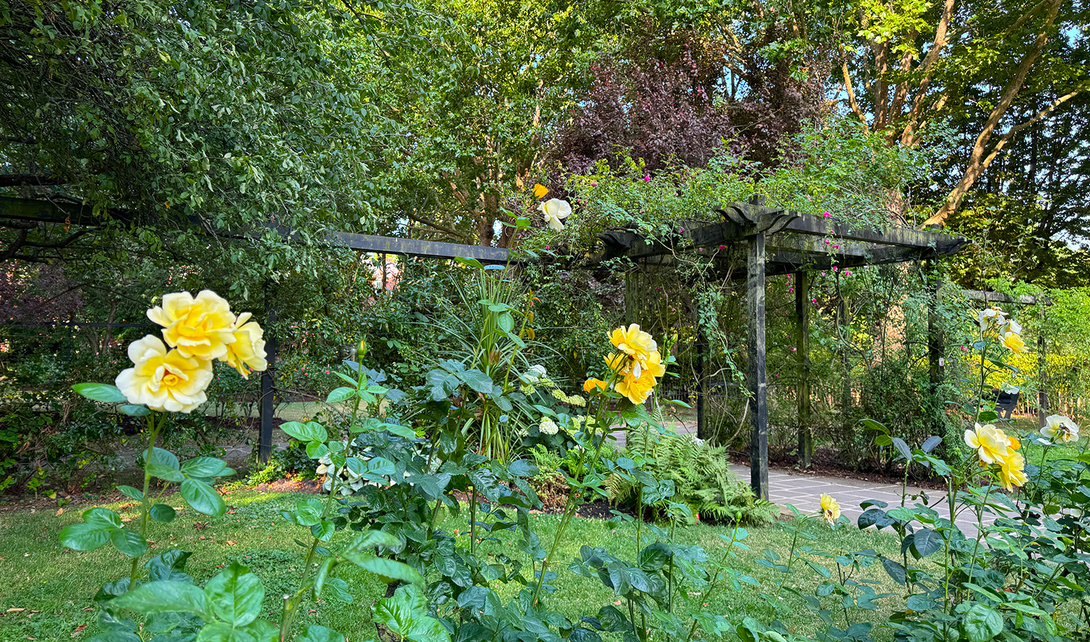 Paddington recreation Ground in summer bloom