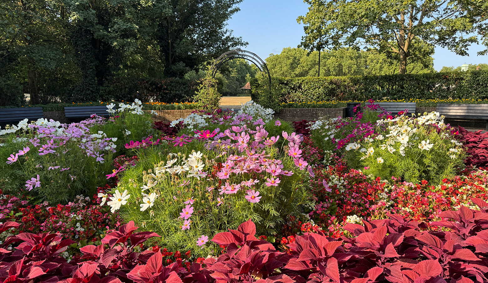 Paddington recreation Ground in summer bloom